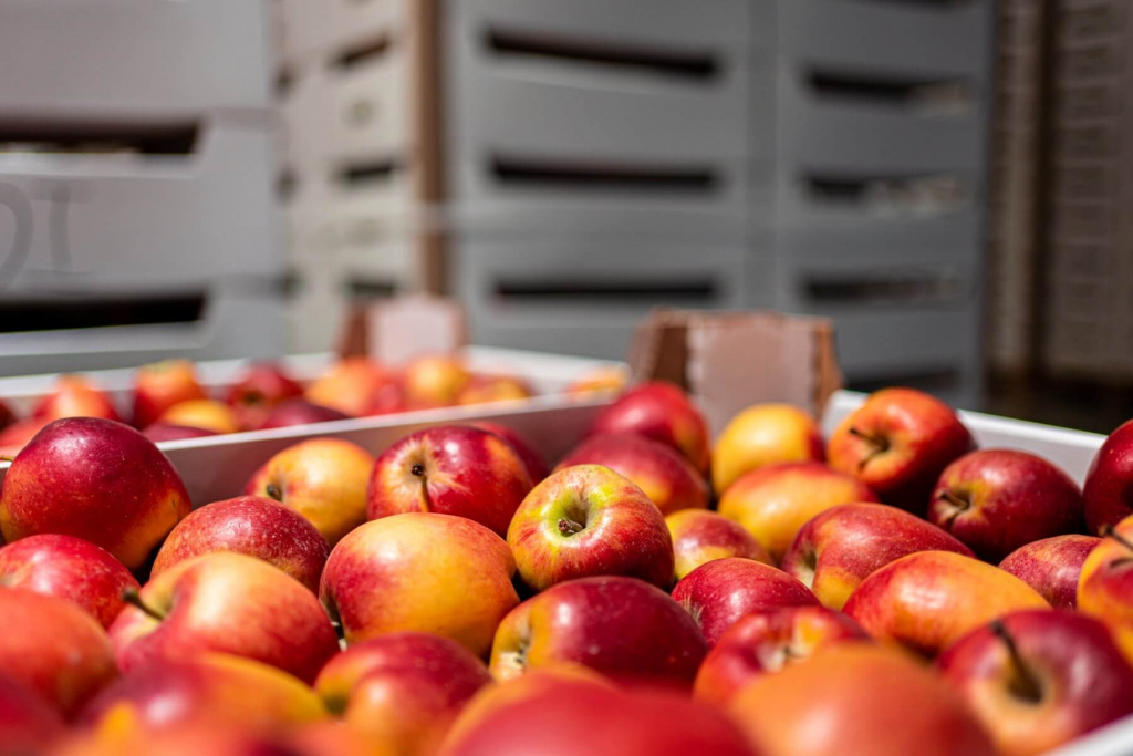 Особенности хранения продукции при длительной загрузке камеры